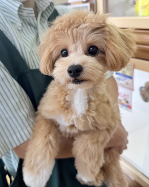チワプー