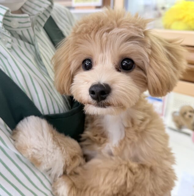 チワプー