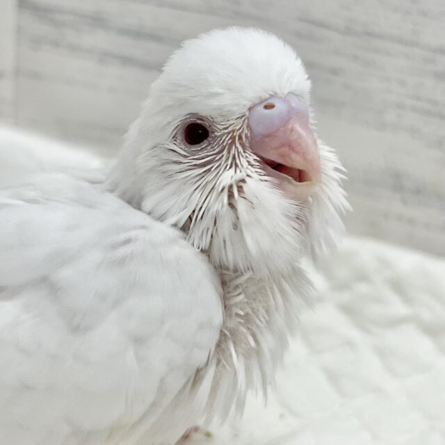 ほわほわホワイト🤍🤍セキセイインコ（アルビノ）