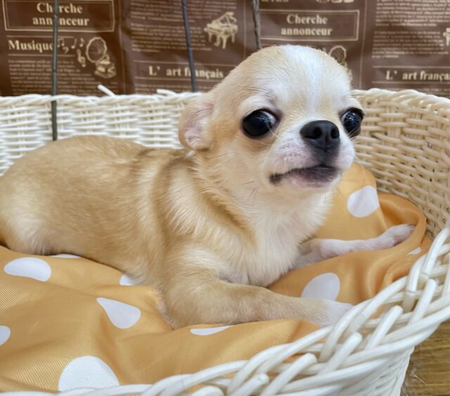 チワワ