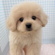 最新📷どすこい体型のペキプーくん☺️