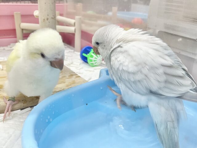 オキナインコ