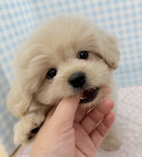 ペキプー