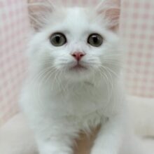 最新📷甘々❤️スコティッシュフォールドちゃん！