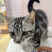 最新📷懐っこすぎてメロメロになっちゃう！マンチカン