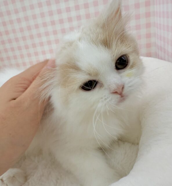 サイベリアン