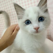 最新📷美猫降臨！ラグドールの女の子！