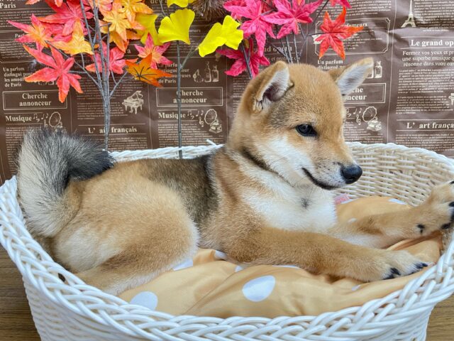 柴犬