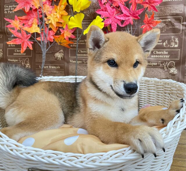 柴犬