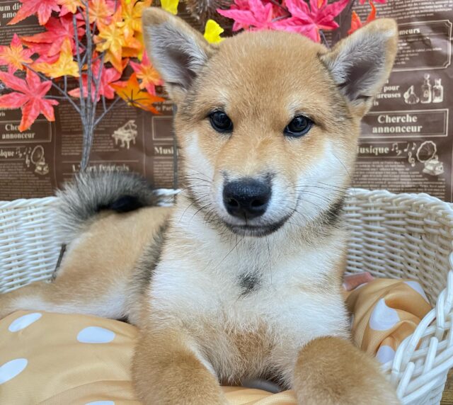 柴犬