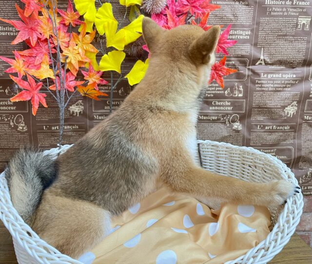柴犬