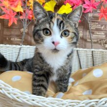 三毛猫にゃん🐈ミヌエット(キャリコ)💖女の子💖2025年5月31日生まれ