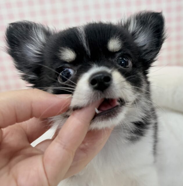 チワワ