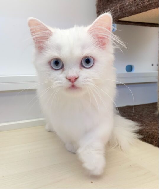 真っ白なドレス👗ミヌエット(ホワイト)🤍女の子💕‪2025年6月21日生まれ