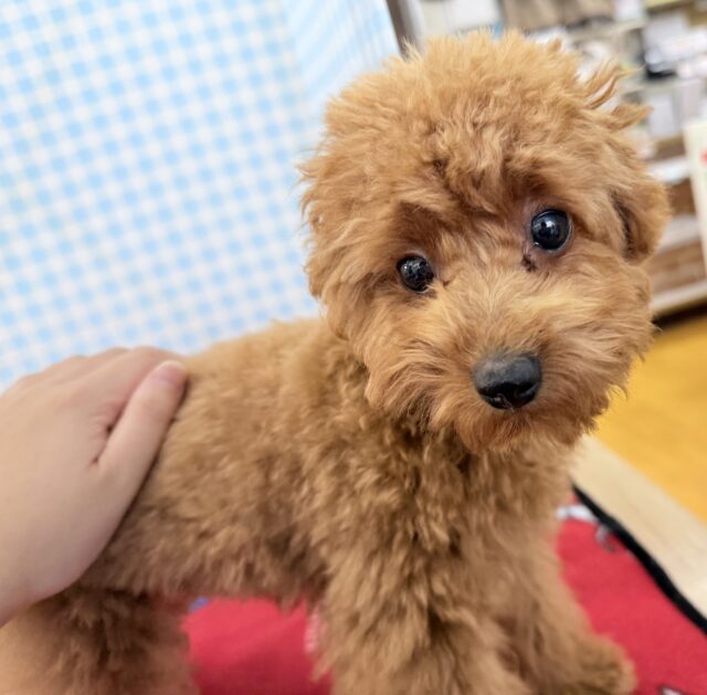 トイプードル
