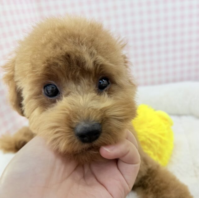 最新!もこふわ!トイプードルちゃん登場! トイプードル