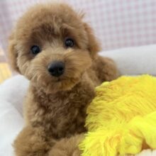 もこふわ！トイプードルちゃん登場！