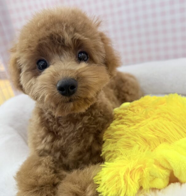 もこふわ！トイプードルちゃん登場！