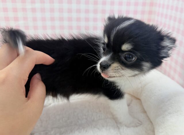 チワワ