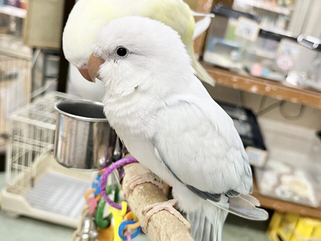 オキナインコ