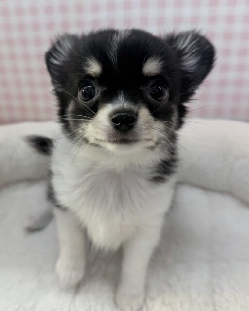 チワワ