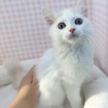 最新📷甘々❤️スコティッシュフォールドちゃん！