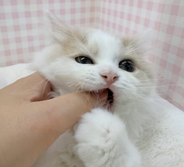 サイベリアン