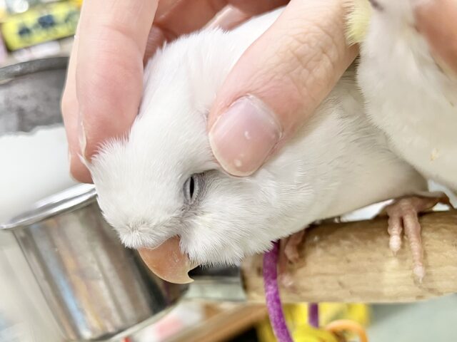 オキナインコ