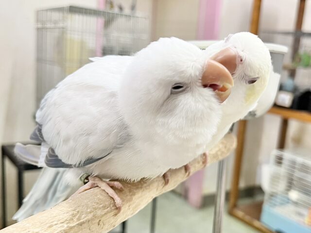 オキナインコ