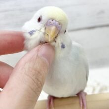 【🆙最新画像アリ】🌈✨激レア✨🌈美しすぎる〜‼️ セキセイインコ（ファロー）