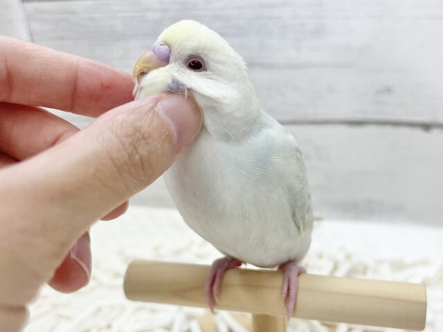 【🆙最新画像アリ】🌈✨激レア✨🌈美しすぎる〜‼️ セキセイインコ(ファロー) セキセイインコ