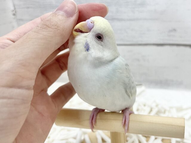 【🆙最新画像アリ】🌈✨激レア✨🌈美しすぎる〜‼️ セキセイインコ(ファロー) セキセイインコ