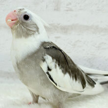 【最新画像更新🪄】久々♡オセロカラー🐣🧩オカメインコ(WFパイド) ヒナ