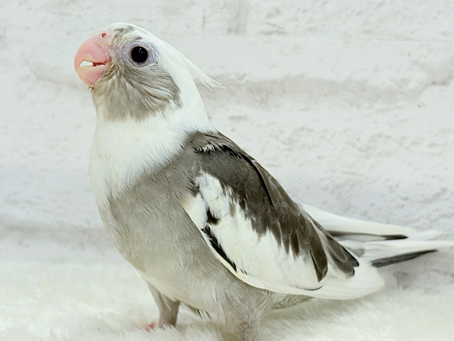 【最新画像更新🪄】久々♡オセロカラー🐣🧩オカメインコ(WFパイド) ヒナ