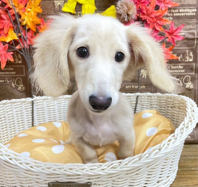 困り顔がたまらん💕ミニチュアダックス(イエロー)💛女の子💖2025年6月28日生まれ ミニチュアダックス