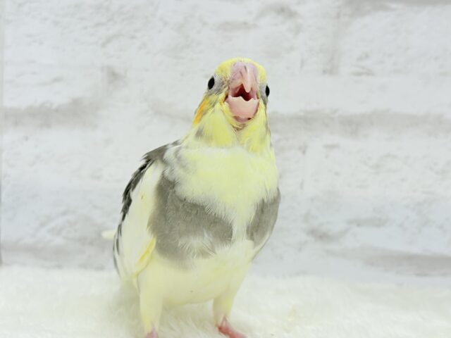 オカメインコ