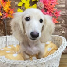 困り顔がたまらん💕‪ミニチュアダックス(イエロー)💛女の子💖2025年6月28日生まれ