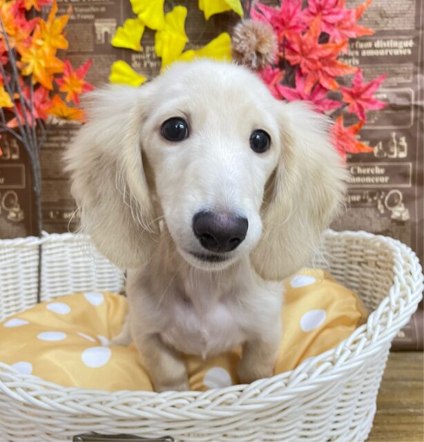 困り顔がたまらん💕ミニチュアダックス(イエロー)💛女の子💖2025年6月28日生まれ ミニチュアダックス