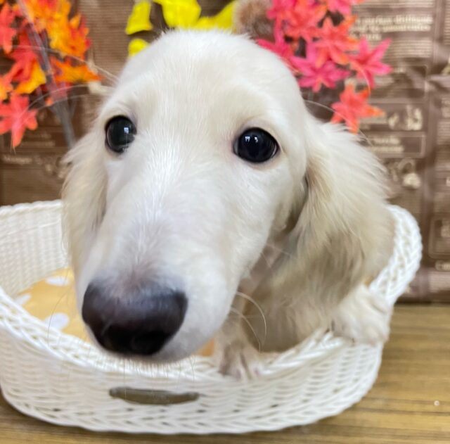 困り顔がたまらん💕ミニチュアダックス(イエロー)💛女の子💖2025年6月28日生まれ ミニチュアダックス