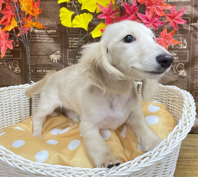 困り顔がたまらん💕ミニチュアダックス(イエロー)💛女の子💖2025年6月28日生まれ ミニチュアダックス