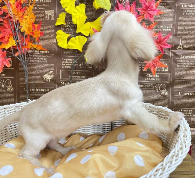 困り顔がたまらん💕ミニチュアダックス(イエロー)💛女の子💖2025年6月28日生まれ ミニチュアダックス