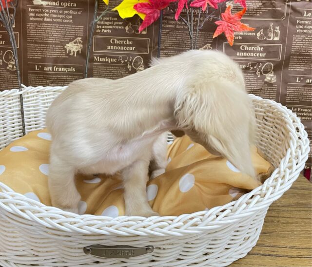 困り顔がたまらん💕ミニチュアダックス(イエロー)💛女の子💖2025年6月28日生まれ ミニチュアダックス