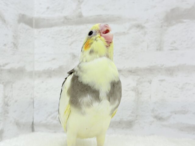 オカメインコ