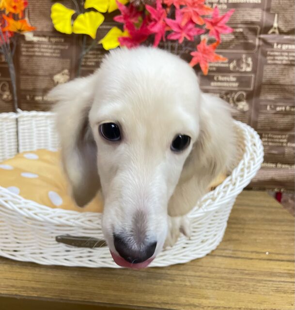 困り顔がたまらん💕ミニチュアダックス(イエロー)💛女の子💖2025年6月28日生まれ ミニチュアダックス