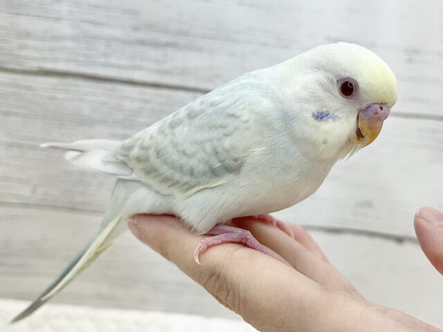 【🆙最新画像アリ】🌈✨激レア✨🌈美しすぎる〜‼️ セキセイインコ(ファロー) セキセイインコ