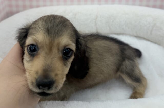 ミニチュアダックス