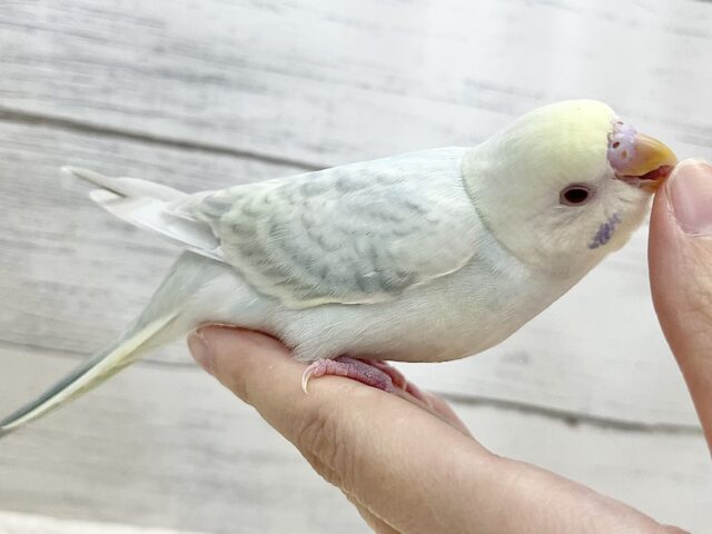 【🆙最新画像アリ】🌈✨激レア✨🌈美しすぎる〜‼️ セキセイインコ(ファロー) セキセイインコ