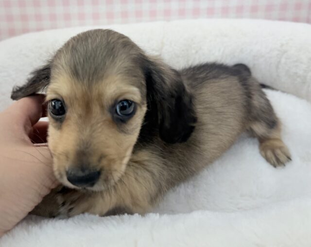 ミニチュアダックス