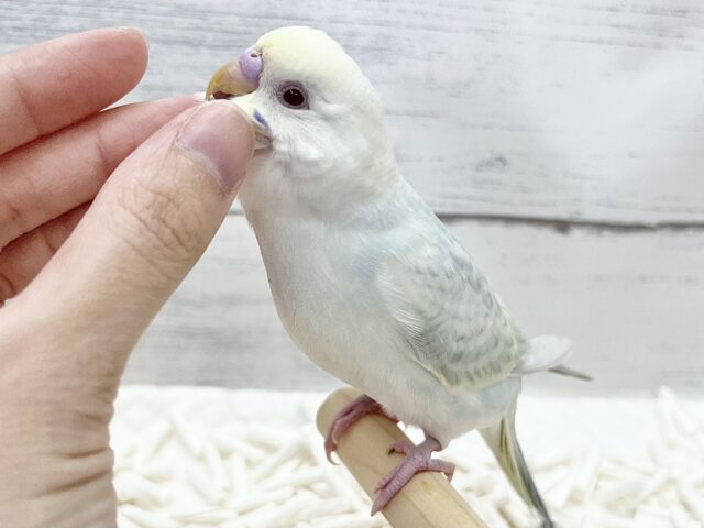 【🆙最新画像アリ】🌈✨激レア✨🌈美しすぎる〜‼️ セキセイインコ(ファロー) セキセイインコ