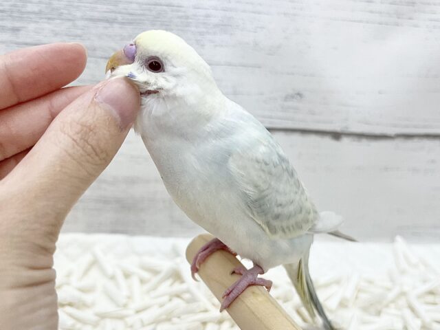 【🆙最新画像アリ】🌈✨激レア✨🌈美しすぎる〜‼️ セキセイインコ(ファロー) セキセイインコ